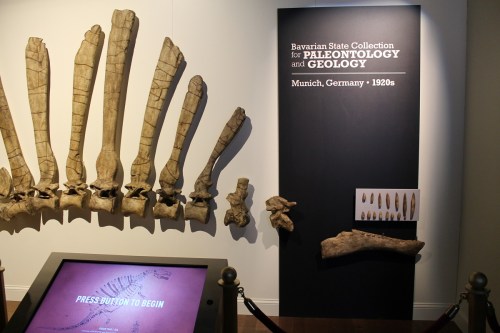 Reconstruction of the holotype