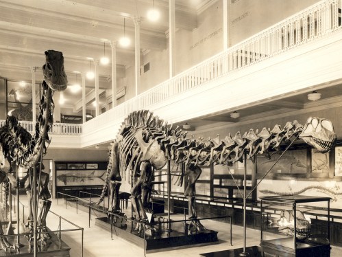 Carnegie Museum Brontosaurus circa 1934. Source