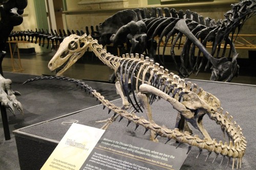 Hererrasaurus