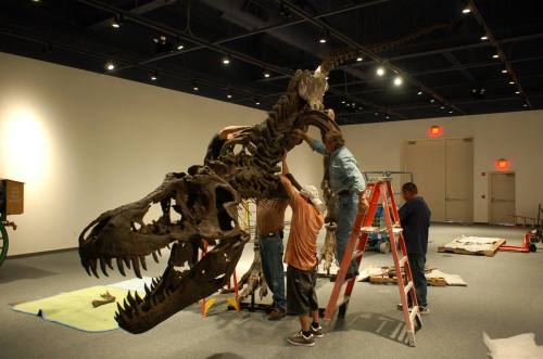 Stan can be set up in a under an hour. This version was recently displayed at Farmington Museum.