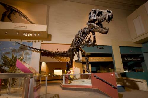 Stan. Photo by Chip Clark.