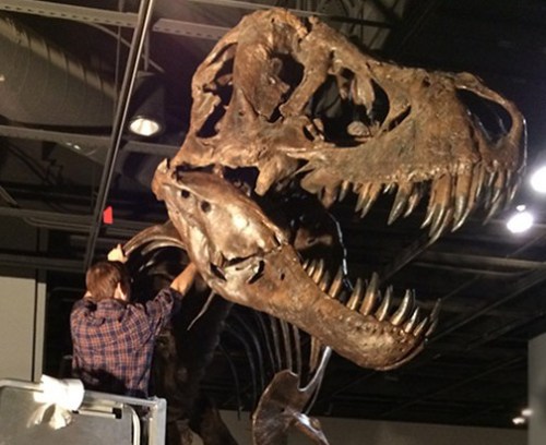 Reassembling Stan upstairs. Photo by Abby Telfer.