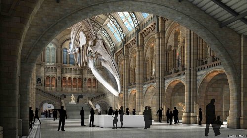 The MNH released this concept art of the new display. Source