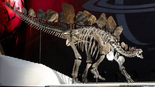 Sophie the Stegosaurus at the Natural History Museum in London. Source