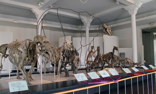 Neat comparison of mammal teeth. Too bad there's no obvious label.