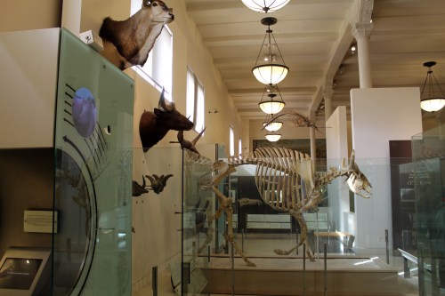 Cows and broken videos