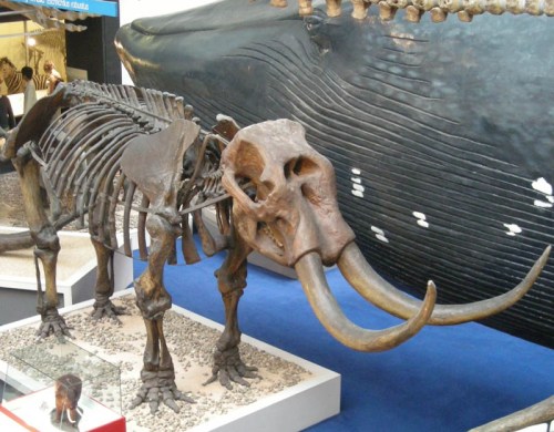 The mastodon once called Missourium in the Mammal hall. Source