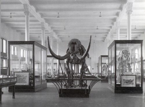 Hall of Fossil Mammals, around 1906.