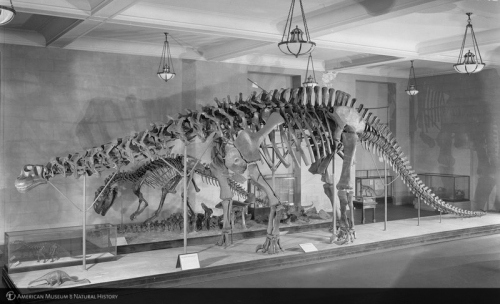 brontosaurus in great dinosaur hall
