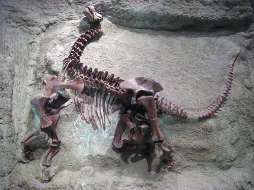 Carnegie Camarasaurus.