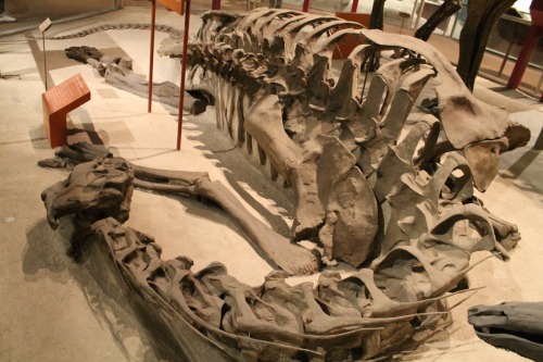 NMNH Camarasaurus. Photo by the author.
