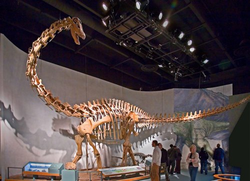 DMNH Diplodocus. Source