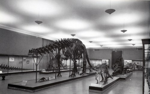 brown's jurassic hall