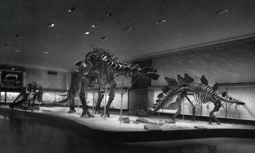 Jurassic hall colbert. Photo from Dingus 1996.