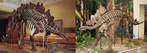 CMNH Stegosaurus