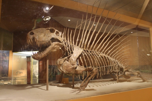 Dimetrodon in 2014. Photo by the author.