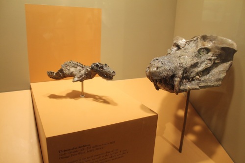 Thrinraxodon with Cynognathus skull