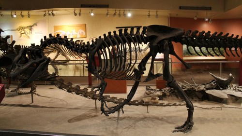 Allosaurus