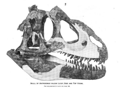 Reconstructed skull