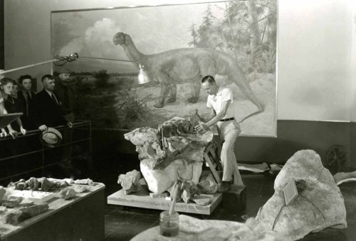 Boss prepares Camarasaurus 