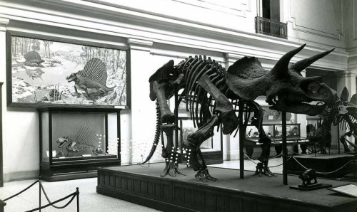 Dimetrodon first displaed on north wall