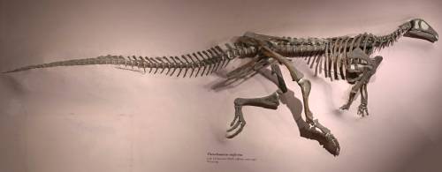 Thescelosaurus at USNM.