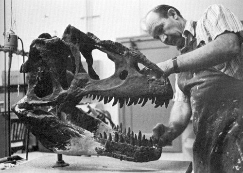 Arnold Lewis rebuilds the Allosaurus skull in 1979. Image from Thomson 1985.