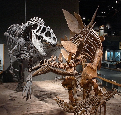 Allosaurus and Stegosaurus mount