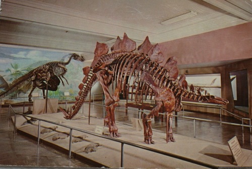 A postcard showing STegosaurus in the 50s