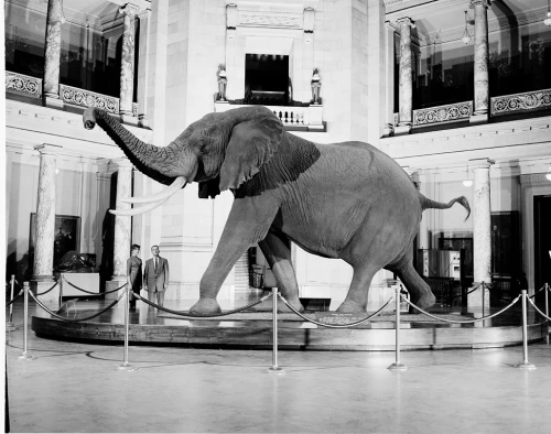 Fénykövi Elephant in the 1960s. Photo courtesy of the Smithsonian Institution Archives.
