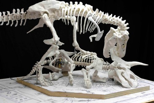 A 3-D printed model of the skeleton was used to plan the pose. Source