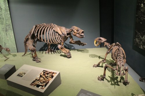 La brea mounts. Photo by the author.