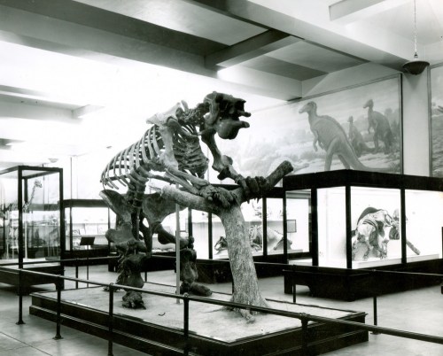 A postcard of the north end of Hall 38, featuring a South American giant sloth and other Cenozoic mammals.