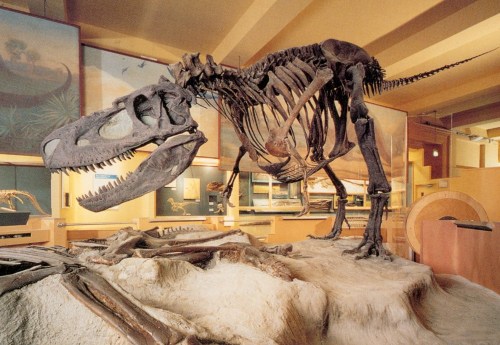 life over time albertosaurus remount