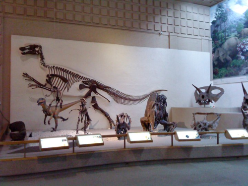 In the great hall of dinosaurs