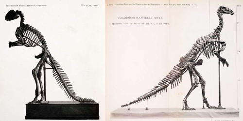 The Hawkins Hadrosarus and Dollo Iguanodon. Photos from 