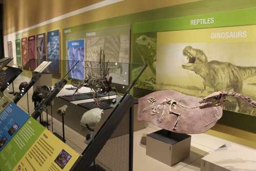 layered boxes instead of cladogram