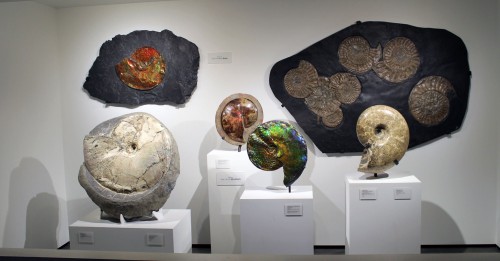 Pretty ammonites with donor names prominently displayed send the wrong message. Photo by the author.