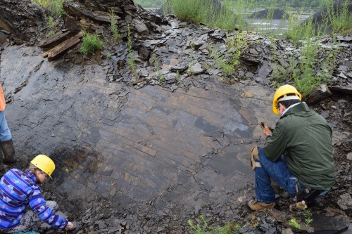 Splitting shale at the Solite Fossil Site.