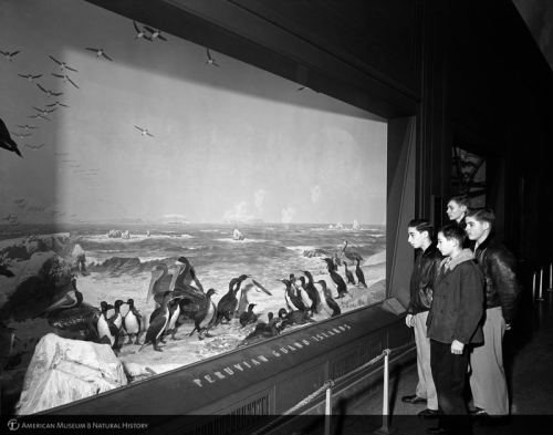 oceanic birds or whatever. AMNH 1950s