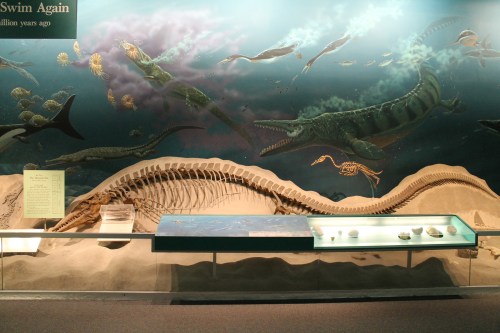 Tylosaurus photo by the author