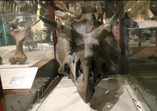 Triceratops skull