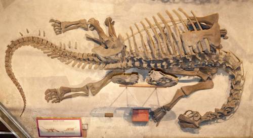 Camarasaurus usnm