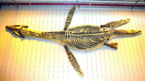 Rhomaleosaurus cast at the NMNH Museum Support Center.