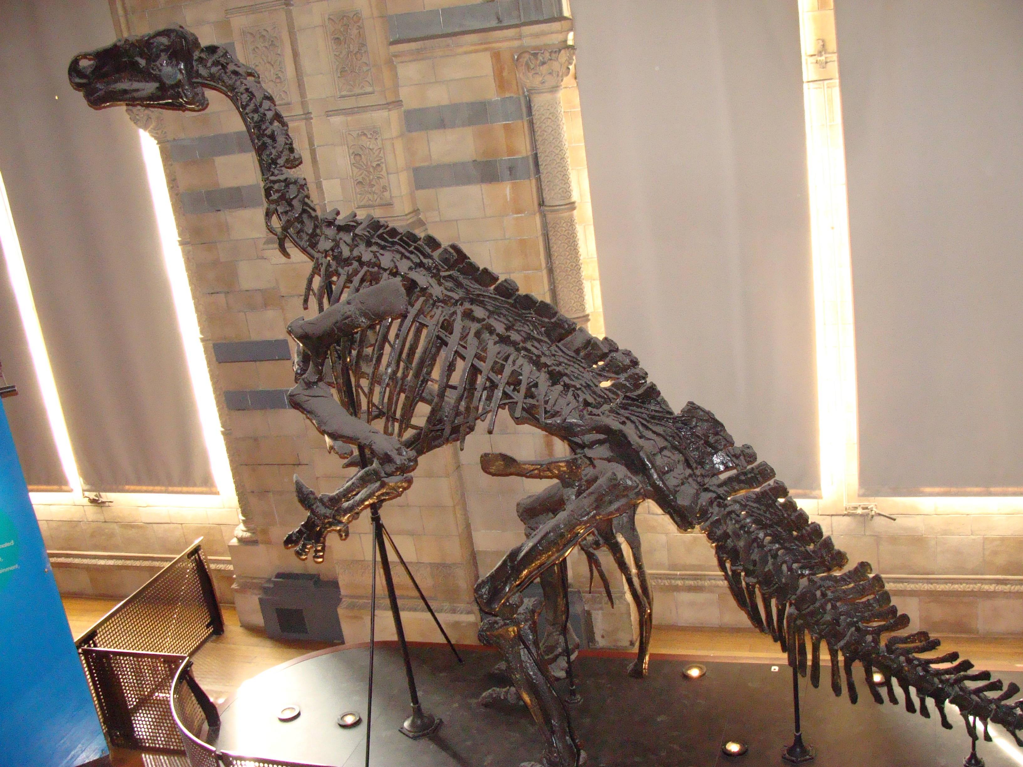 Iguanodon_bernissartensis