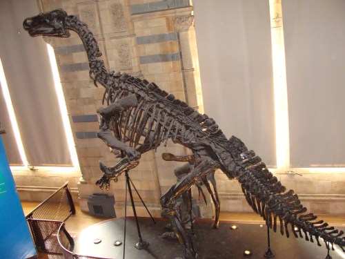 Iguanodon_bernissartensis
